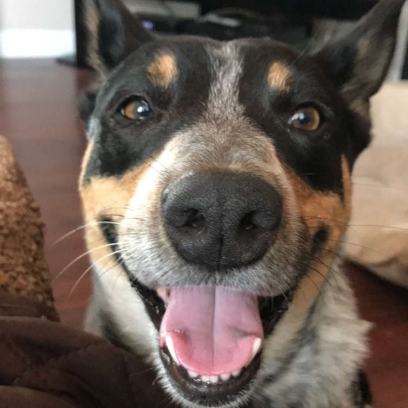 Meet your posher, Brittany - Picture 3 of 3